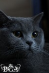 id59934